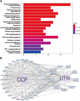 Dissecting and Evaluating the Therapeutic Targets of <mark class="highlighted">Coptis Chinensis</mark> Franch in the Treatment of Urinary Tract Infections Induced by Escherichia coli